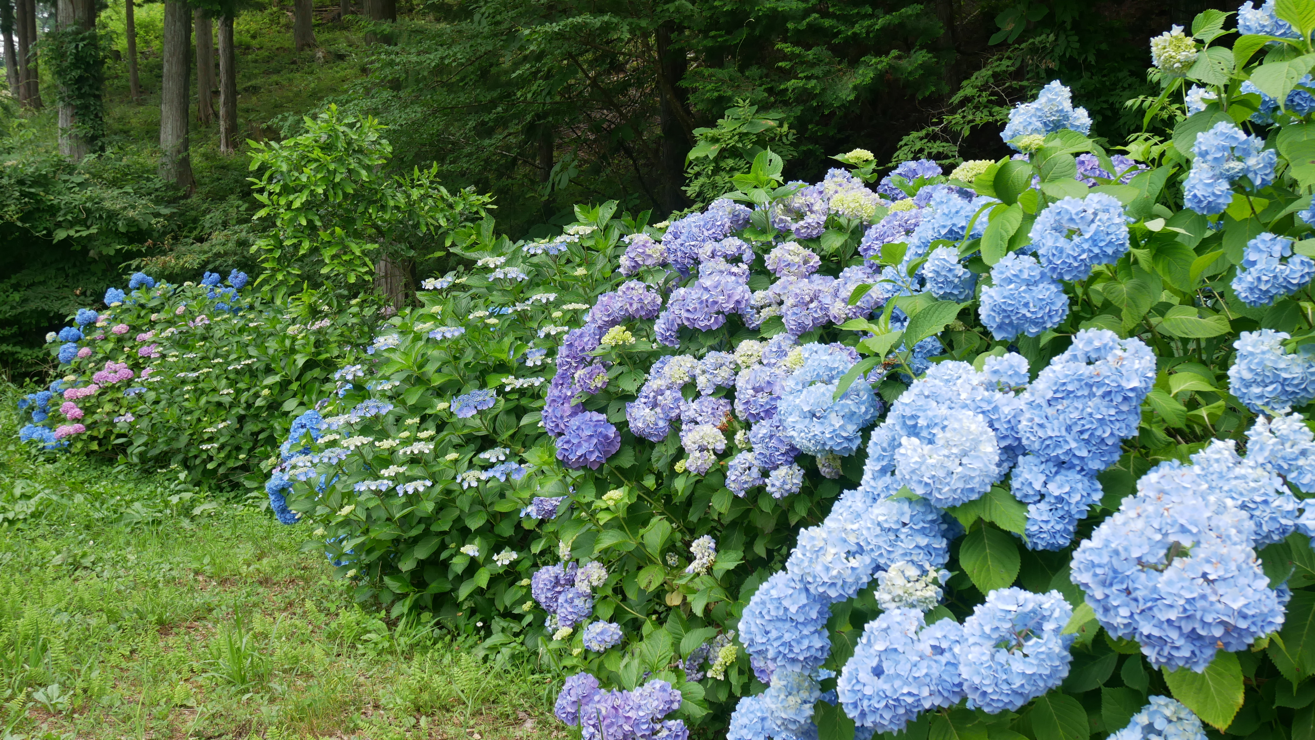 夏（7.3）　あいパークの紫陽花