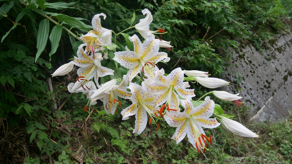 ７月稲伏戸のゆり