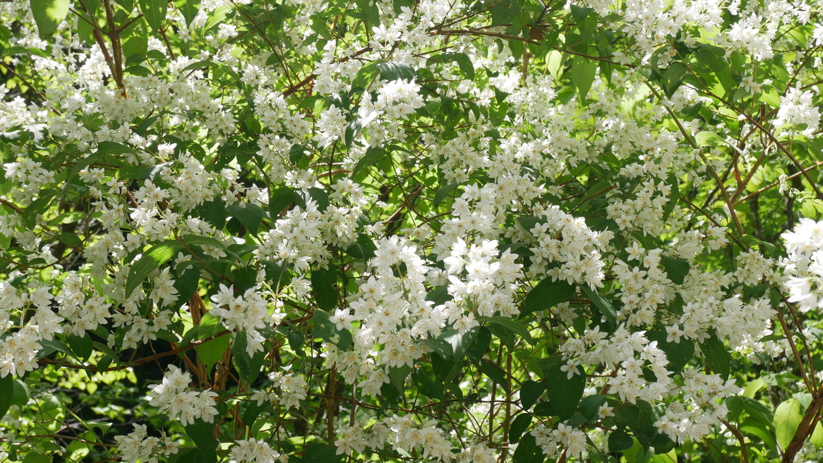 ５月の花