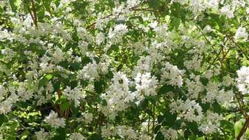 ５月の花