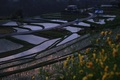 初夏　＊夕照　田んぼに夕やけが映る