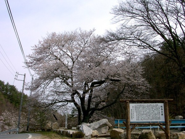 エドヒガン桜