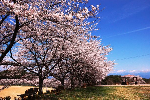 見ごろの桜