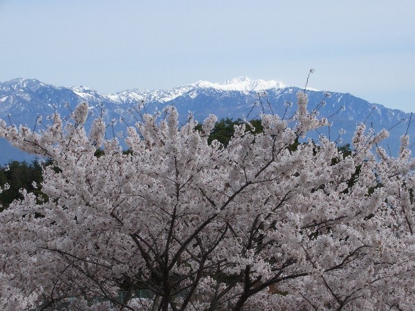 ソメイヨシノの百本桜